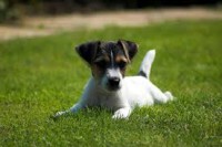/album/jack-russell-terier/images-2-jpg3/